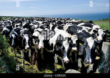 Eine Herde Kühe schwarz / weiß-Friesisch, in einem Feld in Cornwall Stockfoto