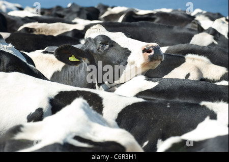 Tagged schwarzen und weißen Friesen Kuh schaut aus einem dicht gepackten Herde des Melkens Rinder mit Tränen im Gesicht Stockfoto