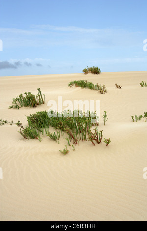 Meer-Wolfsmilch, Euphorbia Paralias, Euphorbiaceae. Nationalpark von Corralejo, Fuerteventura, Kanarische Inseln. Stockfoto