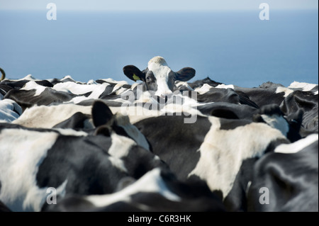 Eine friesische Kuh auf dem Rücken ihrer Herde in einem Feld in Cornwall UK Stockfoto