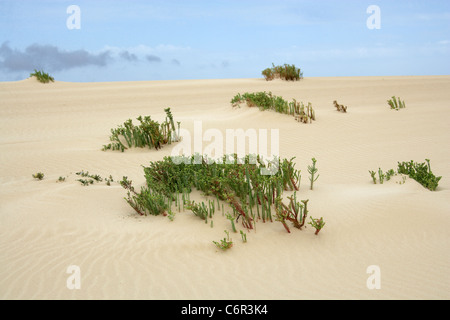 Meer-Wolfsmilch, Euphorbia Paralias, Euphorbiaceae. Nationalpark von Corralejo, Fuerteventura, Kanarische Inseln. Stockfoto