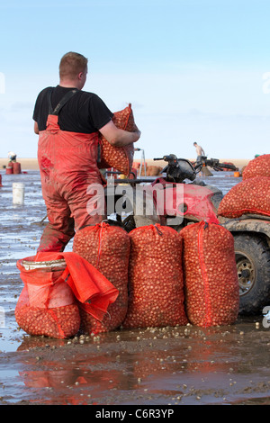 Männergruppen Ribble Estuary, die bei der Eröffnung des Strandes in Southport Cockle Pickers zu Beginn der Saison cockeln, Marshside, Merseyside, 2011. An der Ribble Estuary trifft der Ribble an der Nordwestküste Englands auf die Irische See. Cockler, die essbare Muscheln sammeln, riskieren ihr Leben an britischen Küsten, können aber bis zu £1.000 Dollar pro Tag verdienen. Die Cockle Beets hier wurden seit zehn Jahren nicht kommerziell gefischt und enthalten schätzungsweise 80 Millionen Pfund Muscheln. Stockfoto