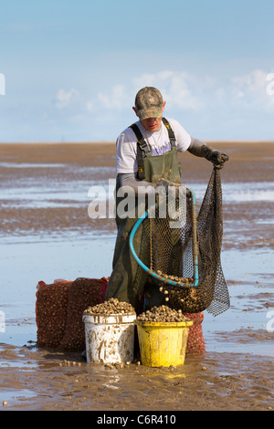 Männergruppen Ribble Estuary, die bei der Eröffnung des Strandes in Southport Cockle Pickers zu Beginn der Saison cockeln, Marshside, Merseyside, 2011. An der Ribble Estuary trifft der Ribble an der Nordwestküste Englands auf die Irische See. Cockler, die essbare Muscheln sammeln, riskieren ihr Leben an britischen Küsten, können aber bis zu £1.000 Dollar pro Tag verdienen. Die Cockle Beets hier wurden seit zehn Jahren nicht kommerziell gefischt und enthalten schätzungsweise 80 Millionen Pfund Muscheln. Stockfoto