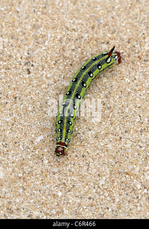 Barbary Spurge Hawk Moth Larven, stark Tithymali Tithymali, Sphingidae. Sanddünen, Nationalpark Corralejo, Fuerteventura. Stockfoto