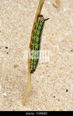 Barbary Spurge Hawk Moth Larven, stark Tithymali Tithymali, Sphingidae. Sanddünen, Nationalpark Corralejo, Fuerteventura. Stockfoto