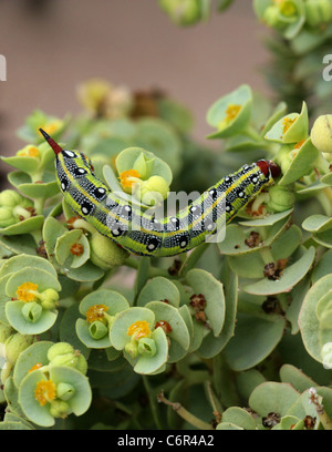 Barbary Spurge Hawk Moth Larven, stark Tithymali Tithymali, Sphingidae. Auf der Futterpflanze, Meer-Wolfsmilch, Euphorbia Paralias. Stockfoto