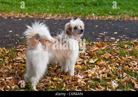 Chinese Crested Dog, 1 Jahr alt, Gras stehen. Stockfoto