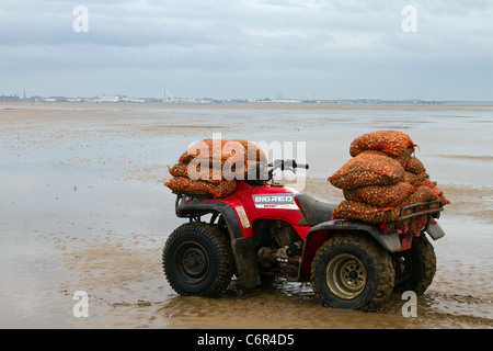 Männergruppen Ribble Estuary, die bei der Eröffnung des Strandes in Southport Cockle Pickers zu Beginn der Saison cockeln, Marshside, Merseyside, 2011. An der Ribble Estuary trifft der Ribble an der Nordwestküste Englands auf die Irische See. Cockler, die essbare Muscheln sammeln, riskieren ihr Leben an britischen Küsten, können aber bis zu £1.000 Dollar pro Tag verdienen. Die Cockle Beets hier wurden seit zehn Jahren nicht kommerziell gefischt und enthalten schätzungsweise 80 Millionen Pfund Muscheln. Stockfoto