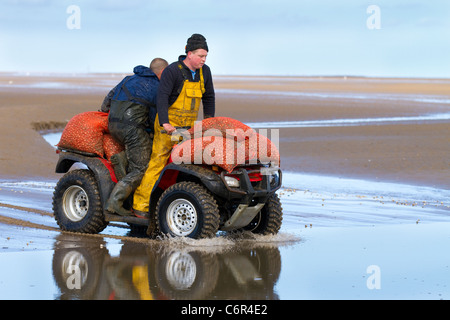 Männergruppen Ribble Estuary, die bei der Eröffnung des Strandes in Southport Cockle Pickers zu Beginn der Saison cockeln, Marshside, Merseyside, 2011. An der Ribble Estuary trifft der Ribble an der Nordwestküste Englands auf die Irische See. Cockler, die essbare Muscheln sammeln, riskieren ihr Leben an britischen Küsten, können aber bis zu £1.000 Dollar pro Tag verdienen. Die Cockle Beets hier wurden seit zehn Jahren nicht kommerziell gefischt und enthalten schätzungsweise 80 Millionen Pfund Muscheln. Stockfoto