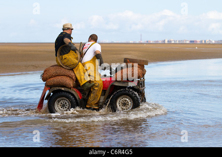 Männergruppen Ribble Estuary, die bei der Eröffnung des Strandes in Southport Cockle Pickers zu Beginn der Saison cockeln, Marshside, Merseyside, 2011. An der Ribble Estuary trifft der Ribble an der Nordwestküste Englands auf die Irische See. Cockler, die essbare Muscheln sammeln, riskieren ihr Leben an britischen Küsten, können aber bis zu £1.000 Dollar pro Tag verdienen. Die Cockle Beets hier wurden seit zehn Jahren nicht kommerziell gefischt und enthalten schätzungsweise 80 Millionen Pfund Muscheln. Stockfoto