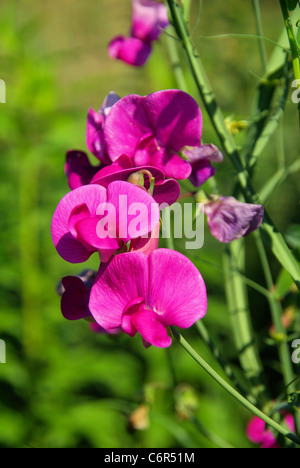 Edelwicke - Sweet Pea 02 Stockfoto