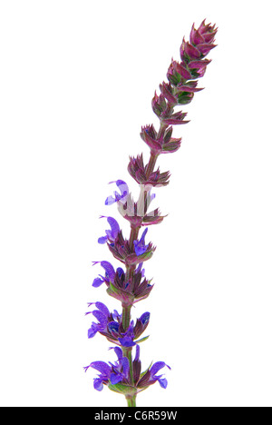 Salbeiblüte Freigestellt - Salbei Blume isoliert 12 Stockfoto
