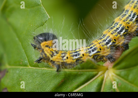 Buff-Tip Falter Raupe (Phalera Bucaphala) Stockfoto