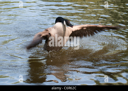 Kanadagans (Branta Canadesnsis) offensiv Aufbäumen Stockfoto
