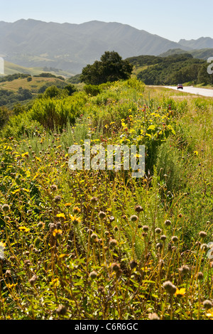 Highway 1 zwischen Gaviota und Lompoc, Kalifornien, Vereinigte Staaten von Amerika Stockfoto