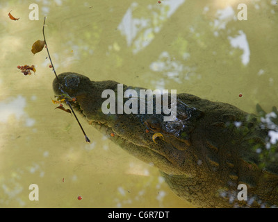 Amerikanisches Krokodil im Manati Park Bavaro, Punta Cana, Dominikanische Republik Stockfoto