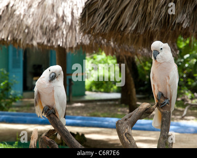 Weißen Kakadus im Manati Park Bavaro, Punta Cana, Dominikanische Republik Stockfoto