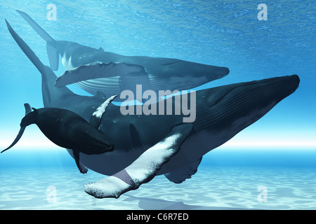 Eine Mutter Buckelwal ist von einem anderen Wal- und ihr Kälbchen begleitet. Stockfoto
