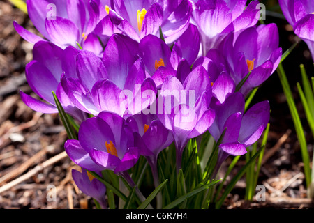 Crocus Tommasinianus Ruby Giant Stockfoto