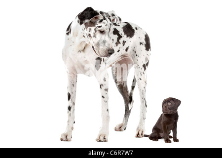 Eine Deutsche Dogge Harlekin und ein chocolate Labrador-Welpe vor einem weißen Hintergrund Stockfoto