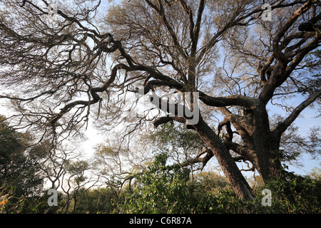 Großen alten Lebombo-Akazie Baum im Sand Wald Stockfoto