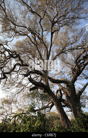 Großen alten Lebombo-Akazie Baum im Sand Wald Stockfoto