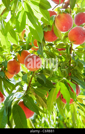 reife Pfirsiche, Buttonwood Farm und Weinberg, Solvang, Santa Ynez Valley, California, Vereinigte Staaten von Amerika Stockfoto