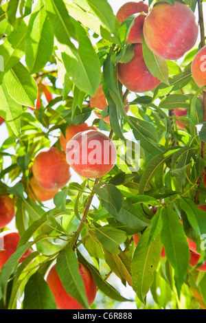 reife Pfirsiche, Buttonwood Farm und Weinberg, Solvang, Santa Ynez Valley, California, Vereinigte Staaten von Amerika Stockfoto