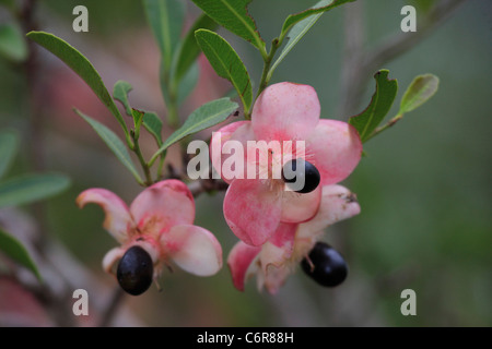 Rosa Ochna Blume Nahaufnahme Stockfoto