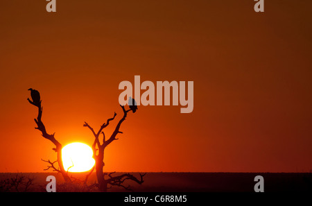 Sonnenuntergang Silhouette der beiden Geier in einem toten Baum Stockfoto