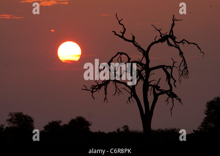 Bushveld Sonnenuntergang mit toter Baum Silhouette und Einstellung Sonne am Himmel Stockfoto