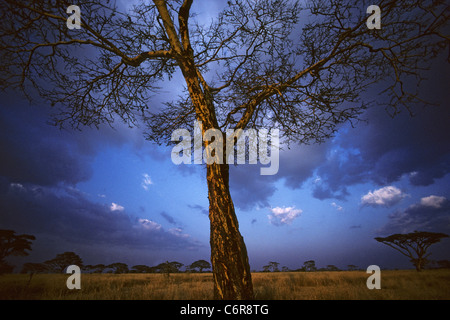 Fever Tree (Acacia Xanthophloea) und Savanne Stockfoto