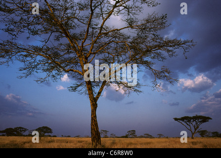 Fever Tree (Acacia Xanthophloea) und Savanne Stockfoto