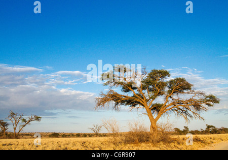 Landschaft mit Camelthorn Baum (Acacia Erioloba) Wolken und gelbe Grünland Stockfoto