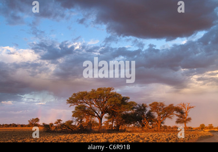 Eine Baumgruppe Camelthorn (Acacia Erioloba) in warmes Licht vor einem wolkigen Himmel gesehen Stockfoto