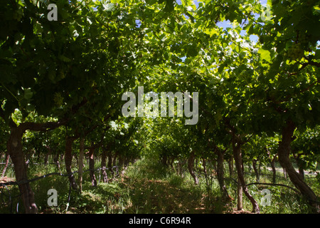 Weinreben in einem bewässerten Weinberg an den Ufern des oranjeflusses Stockfoto