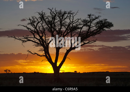 Sonnenuntergang Silhouette eines Baumes camelthorn Stockfoto