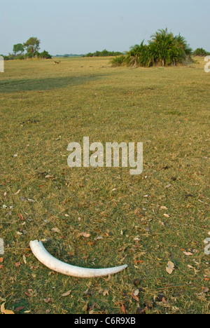 Elephant Tusk liegen auf der Okavango-Aue Stockfoto