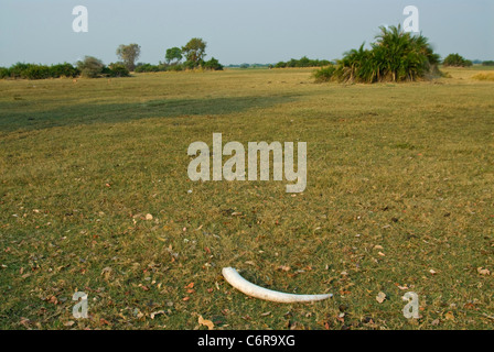 Elephant Tusk liegen auf der Okavango-Aue Stockfoto