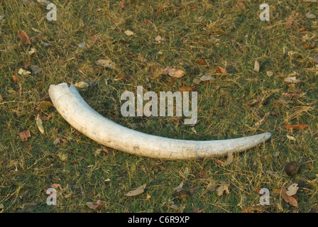 Elephant Tusk liegen auf der Okavango-Aue Stockfoto