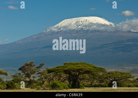 Mt Kilimanjaros schneebedeckten Kibo-Gipfel mit Regenschirm Dorn Akazien (Acacia Tortilis) im Vordergrund. Stockfoto