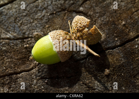 Eichel aus einem europäischen Traubeneiche (Quercus Petraea, f. Sessiliflora) Stockfoto