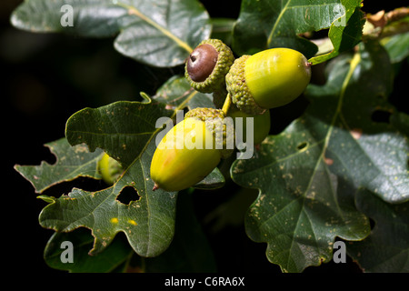 Eicheln aus einem europäischen Traubeneiche (Quercus Petraea, f. Sessiliflora) Stockfoto