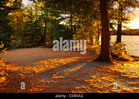 Herbst-Bäume und Clearing bei Sonnenuntergang in der Nähe von See der zwei Flüsse in Algonquin Park, Ontario, Kanada Stockfoto