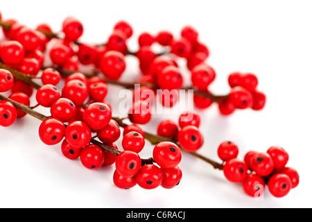 Winterberry Weihnachten Zweige mit roten Stechpalme Beeren Stockfoto