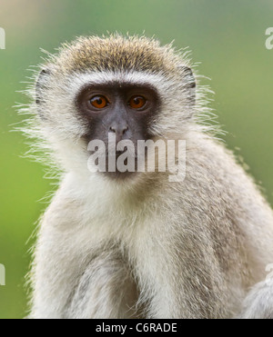 Vervet Affe (Chlorocebus Pygerythrus) sitzt in einem Baumstamm, der Blick in die Kamera Kurger National Park in Südafrika Stockfoto