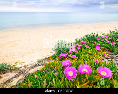 Meer Fig oder Eis Pflanze Blumen blühen an der Ägäisküste in Chalkidiki, Griechenland Stockfoto