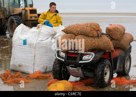 Beach Cocklers bei Ebbe auf Sandflächen in Marshside zu Beginn der Cockle-Ernte-Saison. Lizenzierte Handversammlung in Southport, Merseyside, Großbritannien Stockfoto