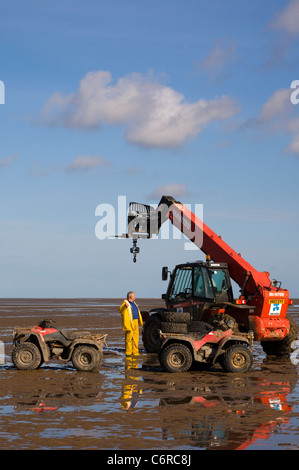 Beach Cocklers bei Ebbe auf Sandflächen in Marshside zu Beginn der Cockle-Ernte-Saison. Lizenzierte Handversammlung in Southport, Merseyside, Großbritannien Stockfoto