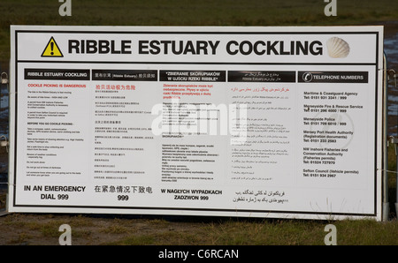 Strand Cocklers am Marshside zu Beginn der Rennsaison Cockle Kommissionierung.  Lizenzierte Hand Versammlung in Southport, Merseyside, UK Stockfoto